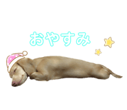 207325040