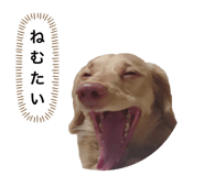 207325042