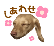 207325044