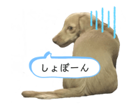 207325046