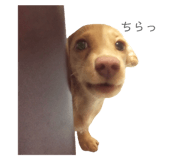 207325051