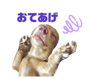 207325054