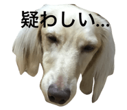 20760374