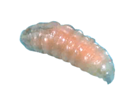 207893739