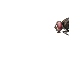 207893755