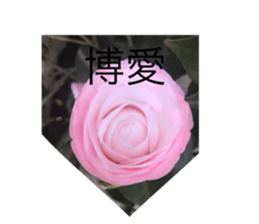 208007446