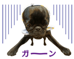 20897029