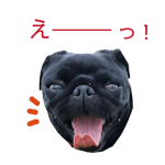 20897036