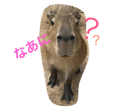 20937281