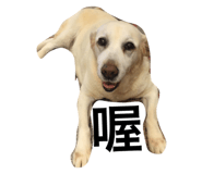 21111261
