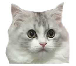 211578338