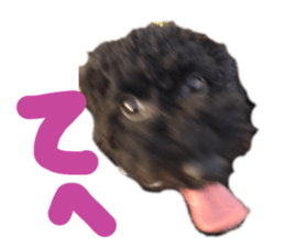 213071504
