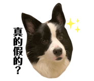 213073196