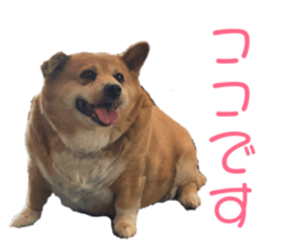 213430705