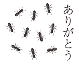 21527071
