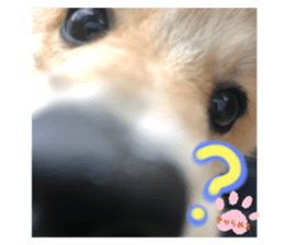 215446063