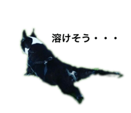 215783024