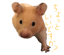 215821019