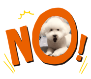 217081966