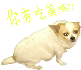 217580317