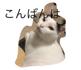 21921151
