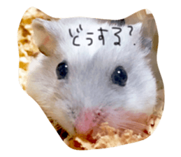 21988413