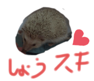 219927893
