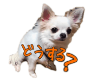 220700226