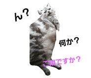 22155988
