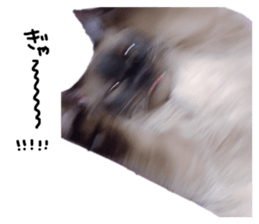 222807229