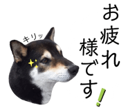 223261535
