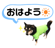 223261541