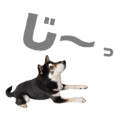 223261544