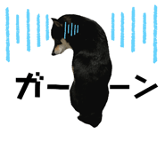 223261545
