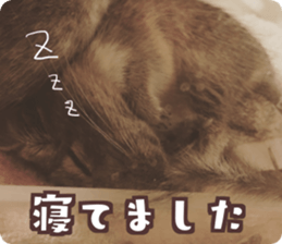 22331995