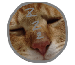 223686342