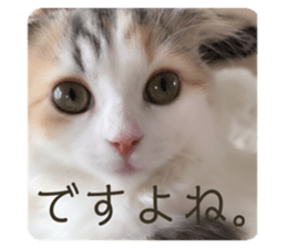 223704830