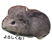 22401398