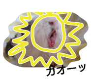 22401421