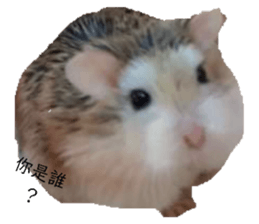 224299331