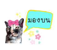 224458947