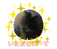 225327245