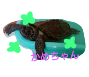22534854