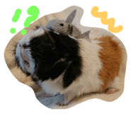 22534859