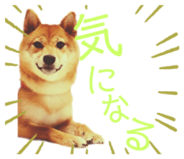 225370597