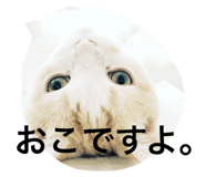 22558433