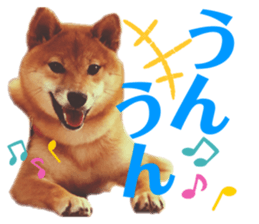 226409448