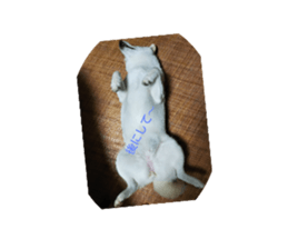226630684