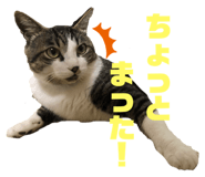 226659543