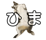 227485324